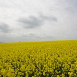 どこも菜の花