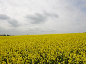 どこも菜の花