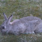 野うさぎ