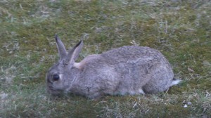 野うさぎ